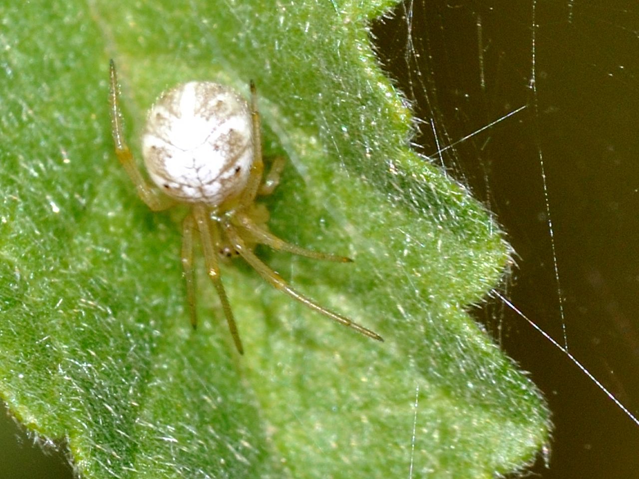 Phylloneta sp.